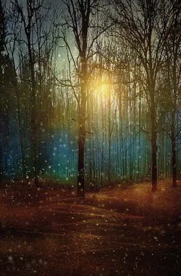 ночной лес :: Лариса Вертахова – Социальная сеть ФотоКто