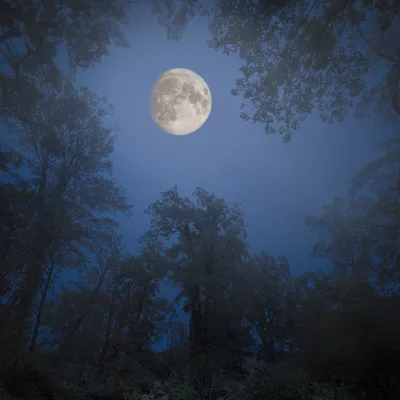 Волшебный ночной лес» — создано в Шедевруме