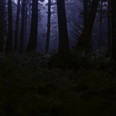 Ночной лес - 68 фото