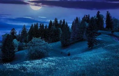 Ночной лес с луной (56 фото) - 56 фото