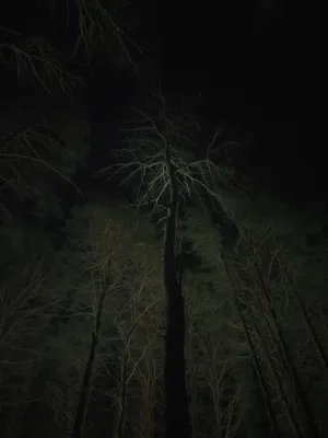 Ночной зимний лес | Сергей Рудаков