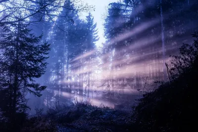 Ночной лес,ночь,лес,туман,эстетика ночи | Туманный лес, Лес, Туман