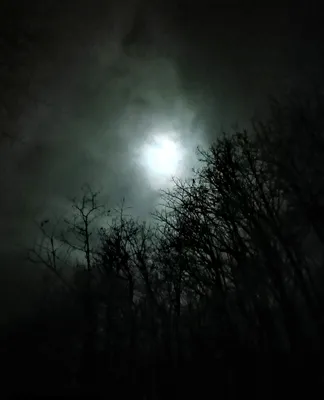 Сказочный ночной лес, лунная ночь, …» — создано в Шедевруме