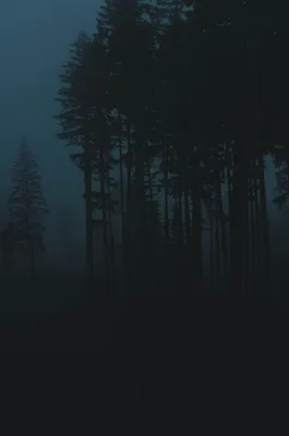 Ночной лес (137 фото) - 137 фото