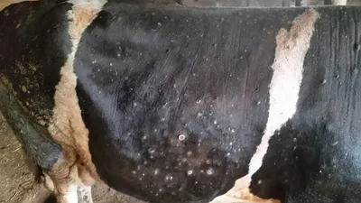 Нодулярный дерматит у коров фото фото