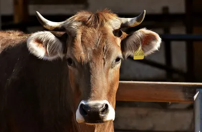 Нодулярный дерматит крупного рогатого скота » Абинское городское поселение