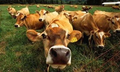 Нодулярный дерматит крупного скота дошел до Сухумского района