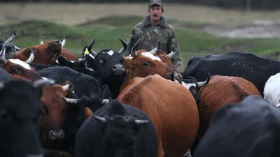 Около 700 голов скота изъяли и сожгли в Хакасии из-за узелкового дерматита