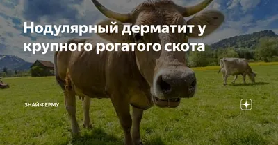 В одном из сел Томской области ввели карантин из-за заболевания коров | ИА  Красная Весна