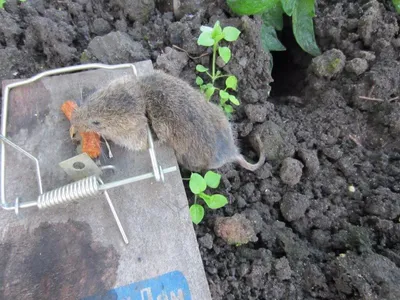 Земляная крыса: боремся с проблемой в огороде