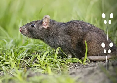 Земляная крыса - 70 фото
