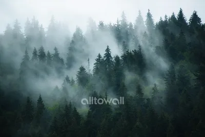 Норвежский лес. Обои на заказ - печать бесшовных дизайнерских обоев для  стен по своему рисунку