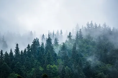 Купить фотообои Норвежский лес в тумане на стену: цены, фото, каталог -  интернет-магазин «LIKE»