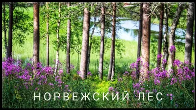 Норвежский лес🇳🇴♥️🌿 - YouTube