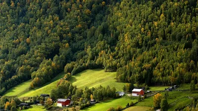 Норвежский лес (85 фото) - 85 фото