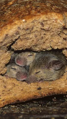 Полевые мыши на даче: как избавиться