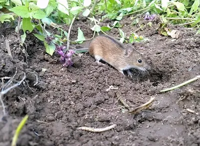 Мыши в огороде превращают посадки в стихийные бедствия: повреждают корни,  едят растения и роют норы.