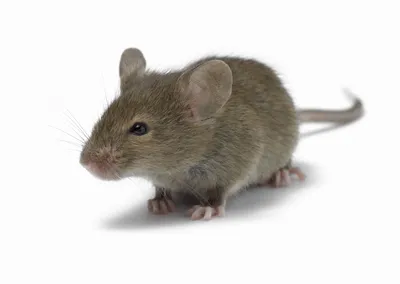 Отрава для мышей и крыс мумифицирующая Ратобор таблетки 100г Ваше хозяйство  10664154 купить за 100 ₽ в интернет-магазине Wildberries