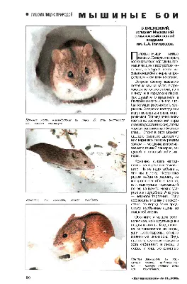 Домовая мышь — Википедия