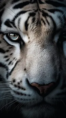 Нос тигра - картинки и фото koshka.top