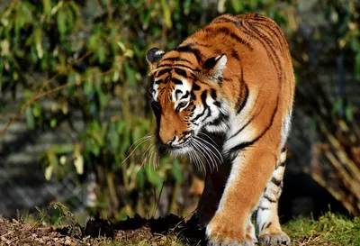Зов тигра: каков он, зверь-символ наступившего года? - Jana