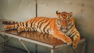 На Сахалине построили самую большую в России статую тигра - скоро её  превратят в музей - Новости Сахалинской области - astv.ru