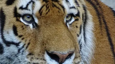 Застал с жертвой в зубах: стала известна судьба амурского тигра, который  напал на охотоведа в Хабаровском крае - KP.RU