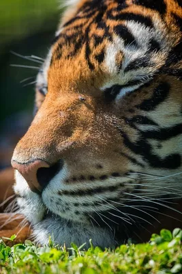 Глаза тигра, снятые в драматическом крупном плане при солнечном свете  снаружи глаза тигра были в очень мелком фокусе, так как его нос упирался в  стекло, разделяющее нас в нашем соседнем зоопарке. |