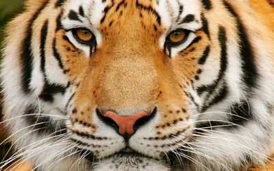 Тигро нос » Рыжие тигры » Кошачья галерея » Magnus Felidae (Великие  Кошачьи) - красота и превосходство!