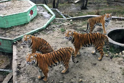 Reuters показало фото уникальной операции на бедре тигра в венгерском  зоопарке — Курьезы