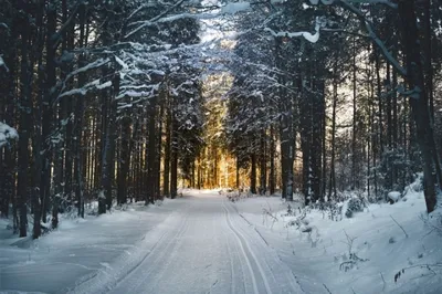 Новогодний лес | Пикабу