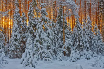 Лес новогодний рисунок - 57 фото
