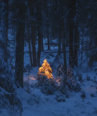 Футаж Новогодний зимний лес с елками - YouTube