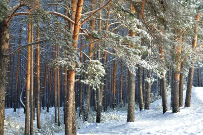 Новогодний лес.. Photographer Vladimir Ryabkov