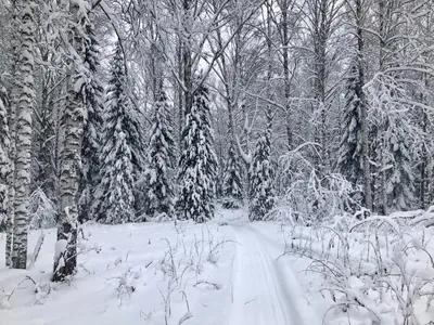 Новогодний Зимний Лес - обои для рабочего стола, картинки, фото