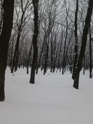 Зимний лес: новогодние обои, картинки, фото 1600x1200