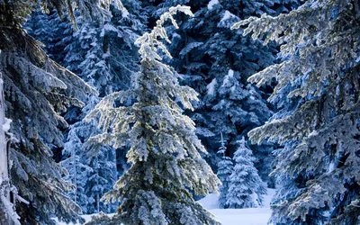 новогодний лес | Лес, Себу, Зима