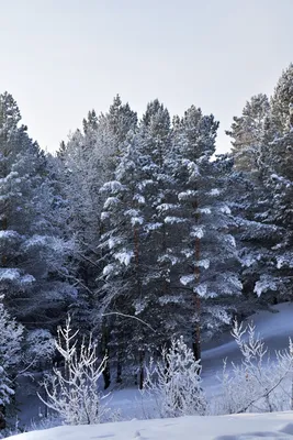Лес новогодний рисунок - 57 фото