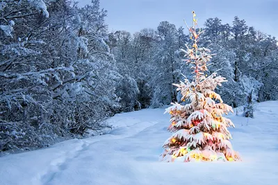 НОВОГОДНИЙ ЛЕС В БИБЛИОТЕКЕ | 13.12.2023 | Боготол - БезФормата