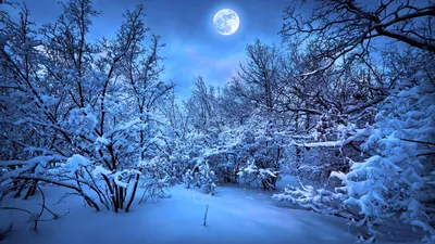 Зимний новогодний лес - фото и картинки: 32 штук