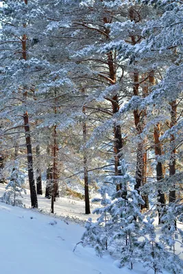 Картинки Рождество Зима Природа Новогодняя ёлка лес снега 1920x1080