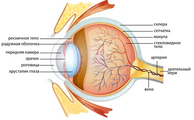Диабет глаза: что это такое, причины, симптомы, лечение