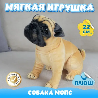 Особенности мопсов | For Pet | Дзен