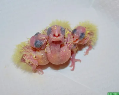 Новорожденные попугаи фото фото