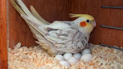 Новорожденные волнистые попугаи - картинки и фото poknok.art