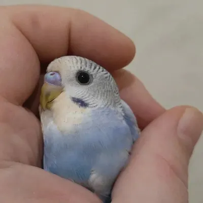 Почему самка попугая не прекращает откладывать яйца? | Статьи ООО Укрвет