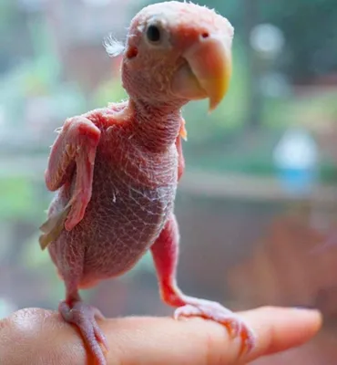 Новорожденные попугаи - 75 фото