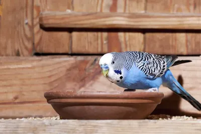 50 самых интересных фактов о попугаях | TopHipe animals | Дзен