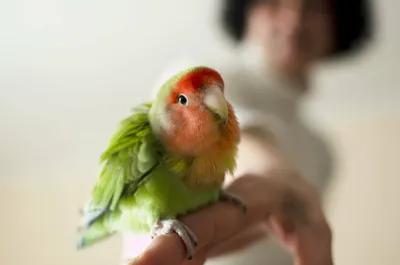 Новорожденный попугай forpus на белом фоне | Премиум Фото