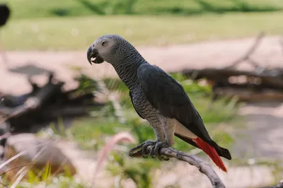 Жителей Сызрани тревожит судьба беглеца-попугая, который прекрасно  устроился в «городских джунглях» и не спешит в неволю | маленькая Сызрань
